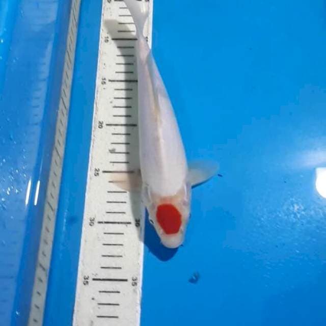 TANCHO KOHAKU 26 CM