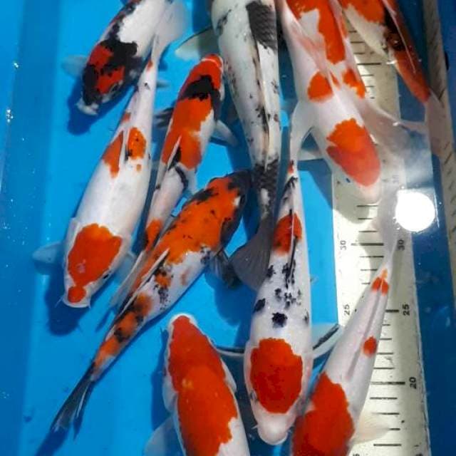 MIX KOI SIZE 20 SAMPAI 30 CM