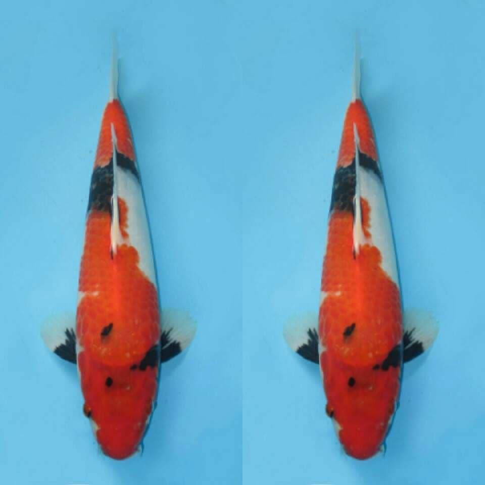 JUMBO TATEGOI SHOWA MOTOGORO 