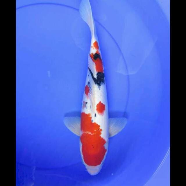 Taisho Sanke bakat jumbo - 34cm