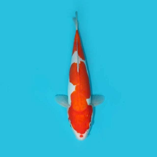 KOHAKU DOIT 35 cm