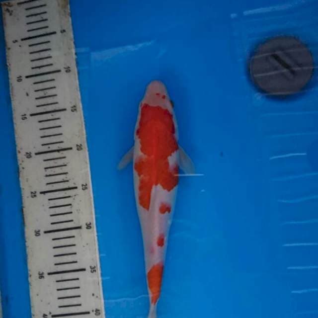 Kohaku