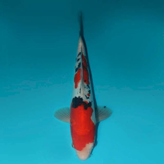 SANKE DOITSU 30 CM
