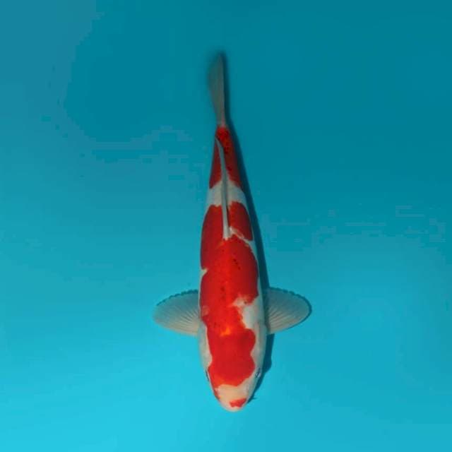 SANKE DOITSU TATEGOI 30 CM