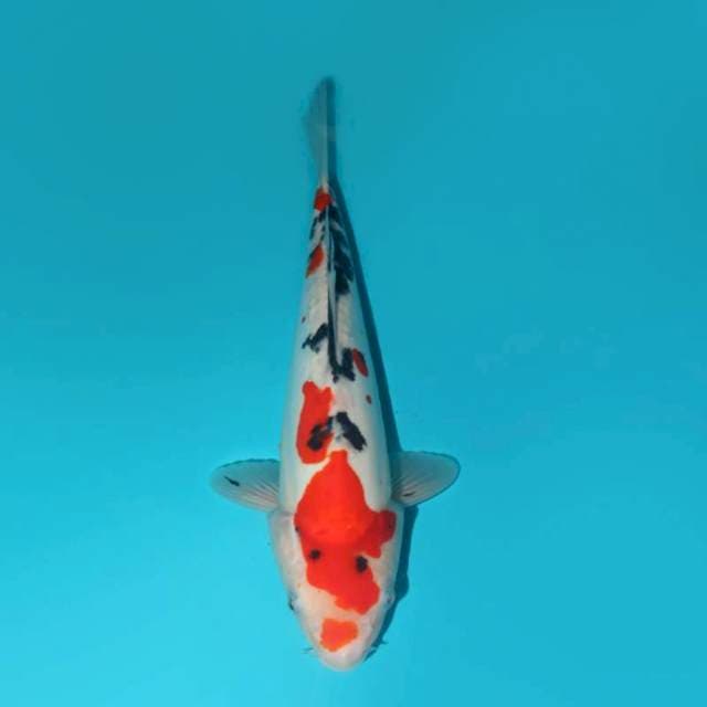 SANKE DOITSU 30 CM