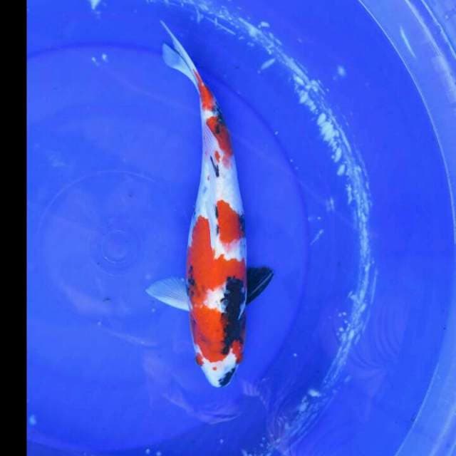 Kindai Showa halus - 37cm 