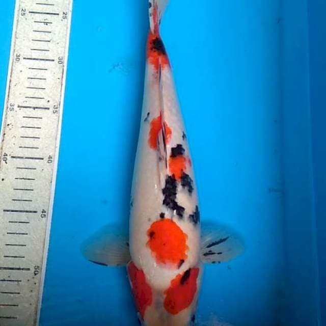 Sanke 36cm