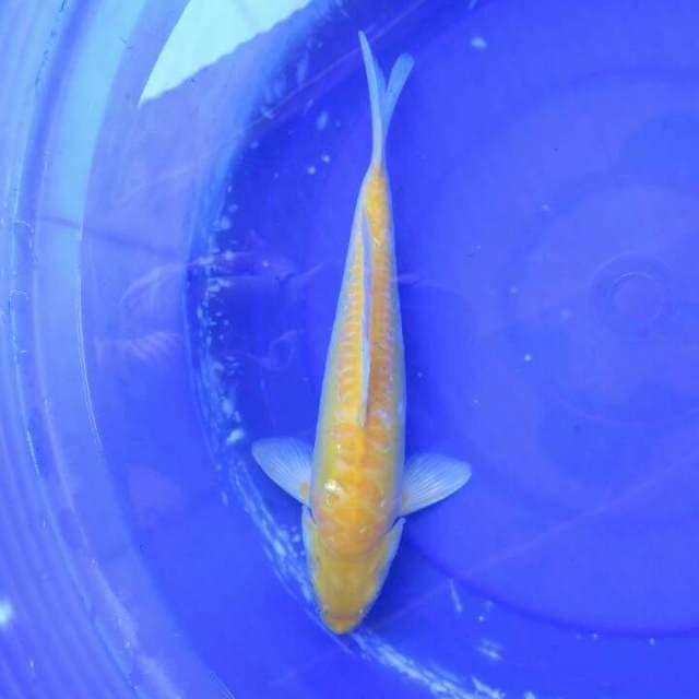 Karasigoi Ring Naga - 35cm