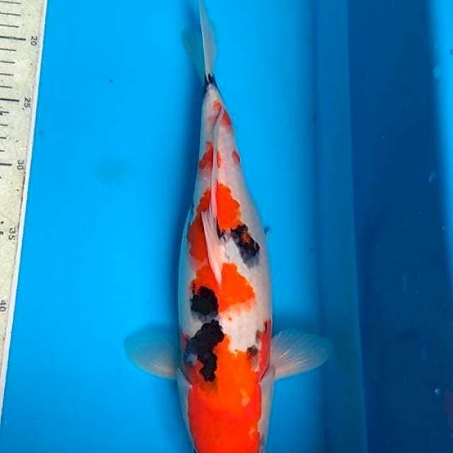 Sanke 35cm