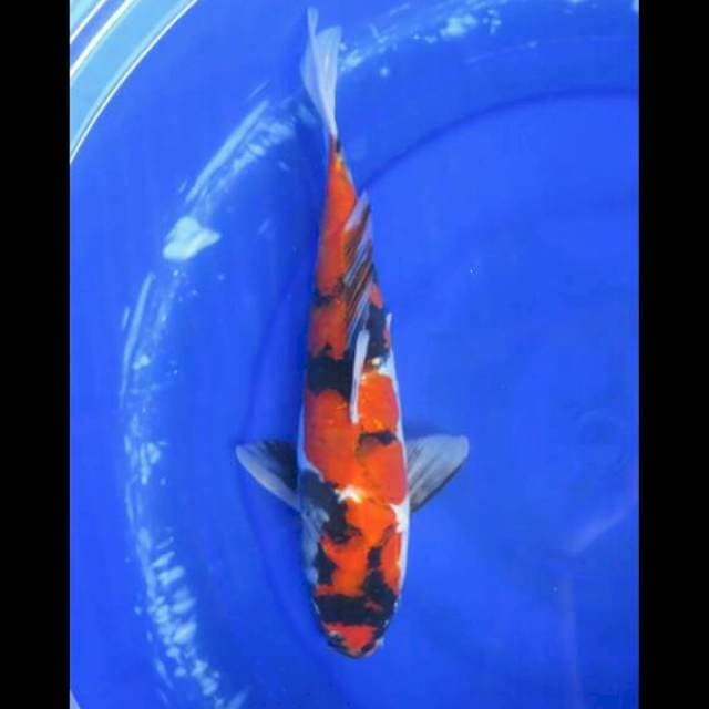 Hi Showa Doitsu Jumbo - 35cm