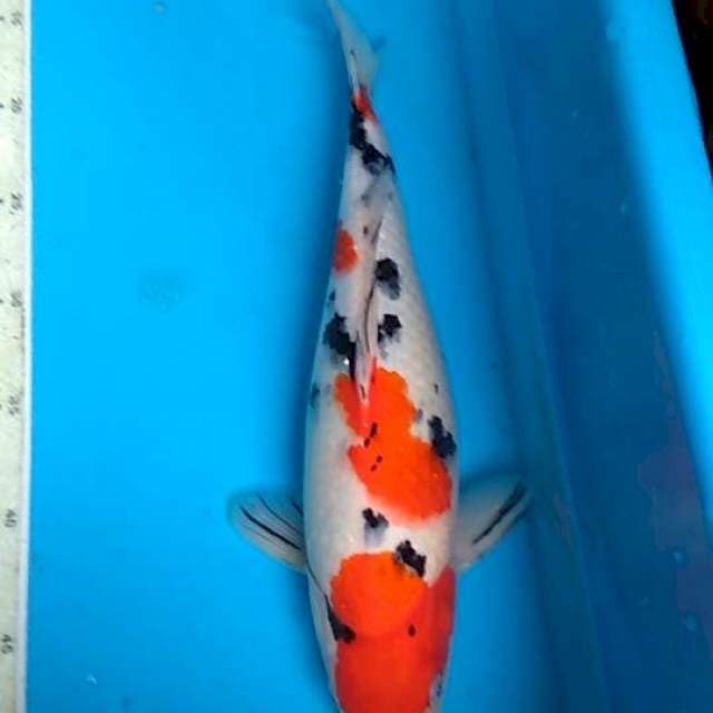 Sanke 35cm