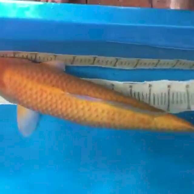 Karasi Bigsize