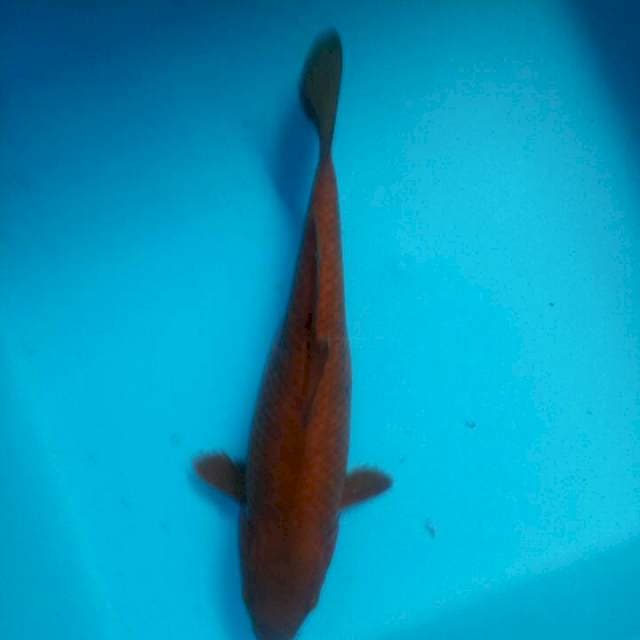 Chagoi 25cm