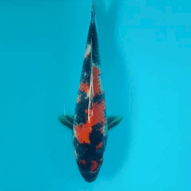 Showa 26 cm