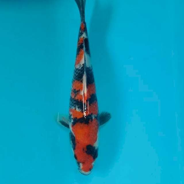 Showa 27 cm