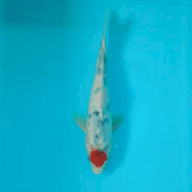 Tancho showa 26 cm