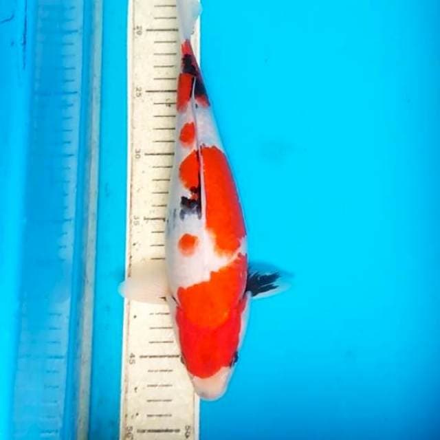 Showa 31cm