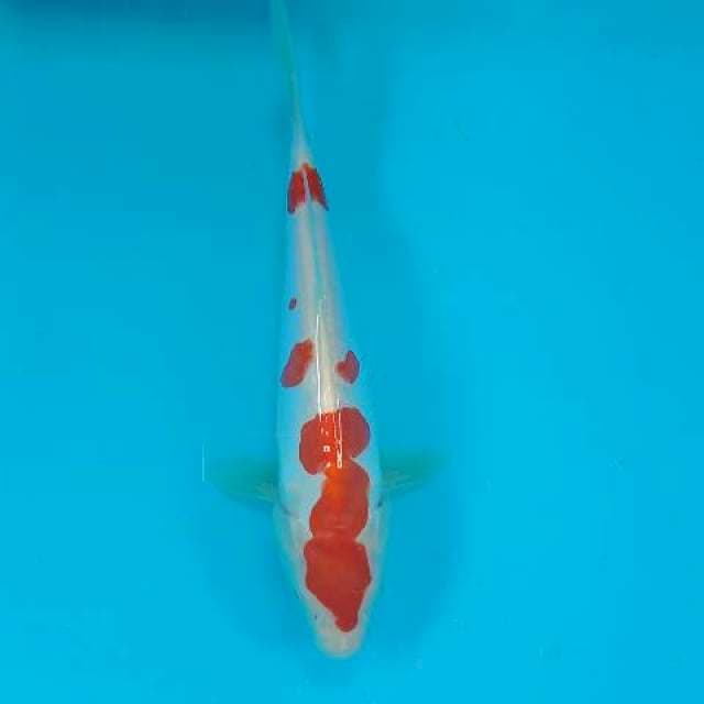 Kohaku 25 cm