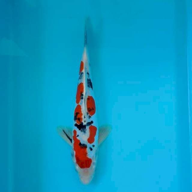 Sanke doitsu 27 cm