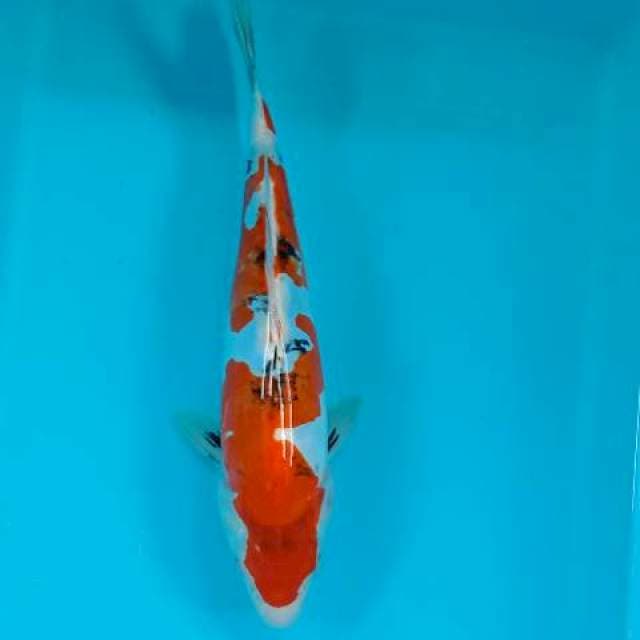 Sanke 31 cm