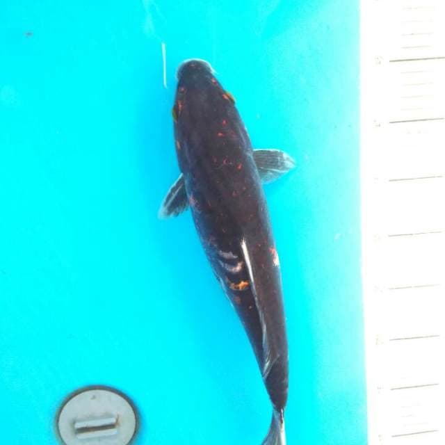 Black kawarimono 37cm
