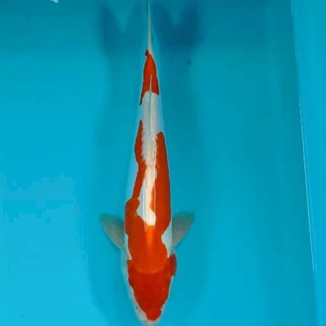 Kohaku 31 cm