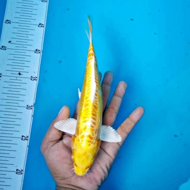Yama Iki ogon aragoke