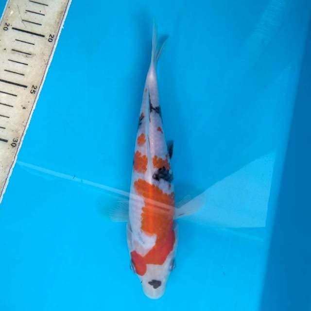 SHOWA 22cm Good Looking #J107
