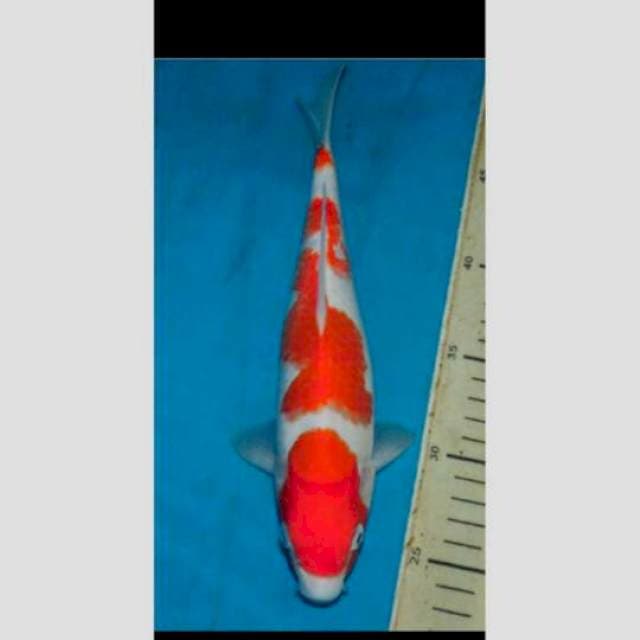 kohaku 30cm