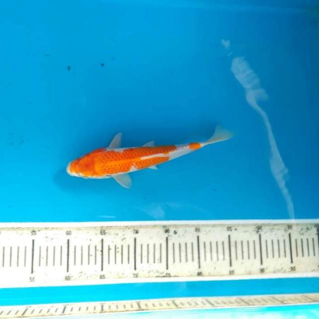Hariwake 27cm