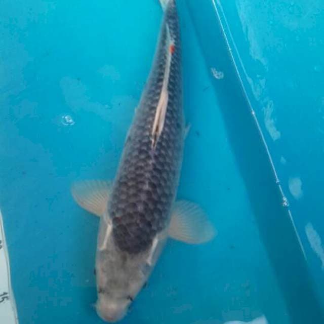 Asagi female 43cm