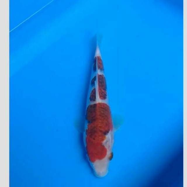 goromo 20cm f1 (lelang kilat)