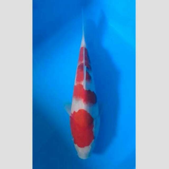 sanke tategoi 30 BU (lelang kilat)