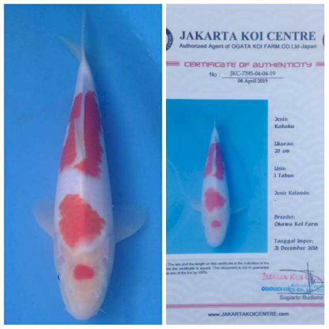 Okawa Maruten Sandan Kohaku