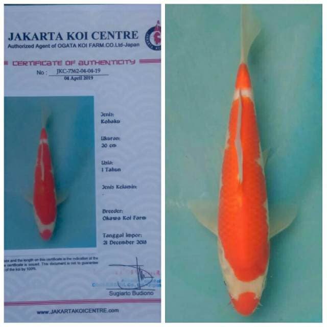 Okawa Kuchibeni Sandan Kohaku
