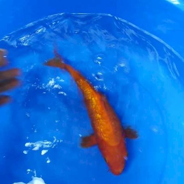 Benigoi ginrin bagus 31cm