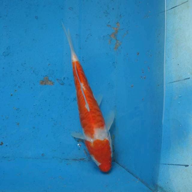 Kohaku Aragoke F1