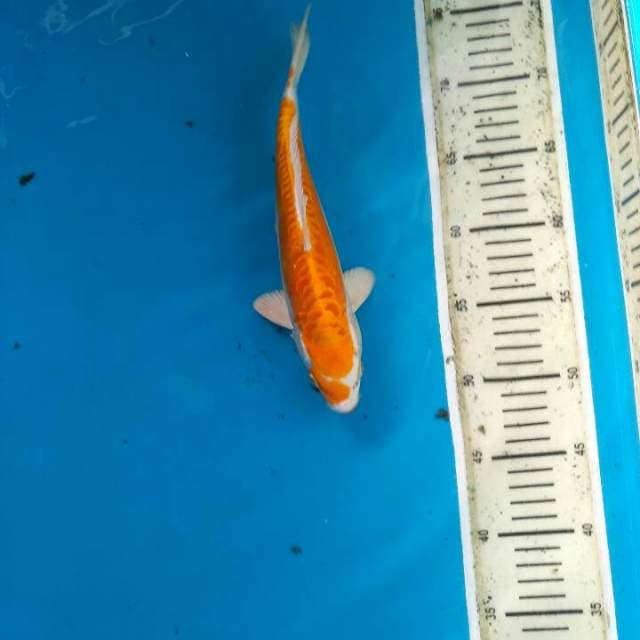 Hariwake 27cm