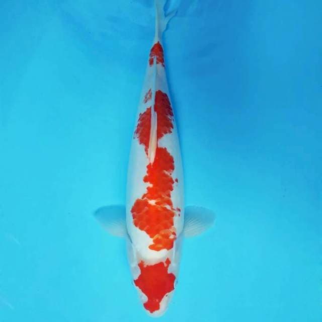 FURY 13 - KANOKO KOHAKU