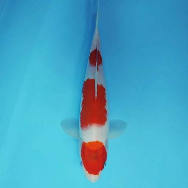 FURY 14 - KOHAKU 3 STEPS