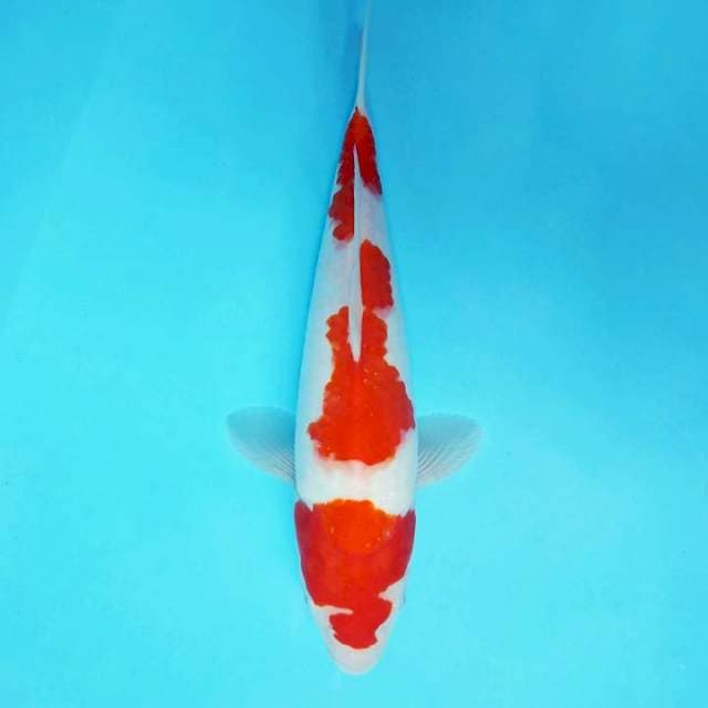 FURY 16 - KOHAKU