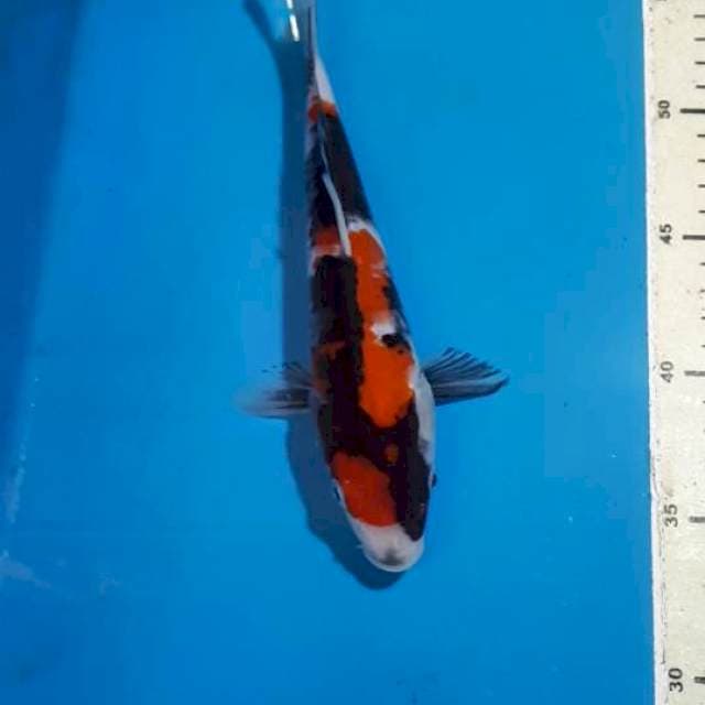 SHOWA 23 CM