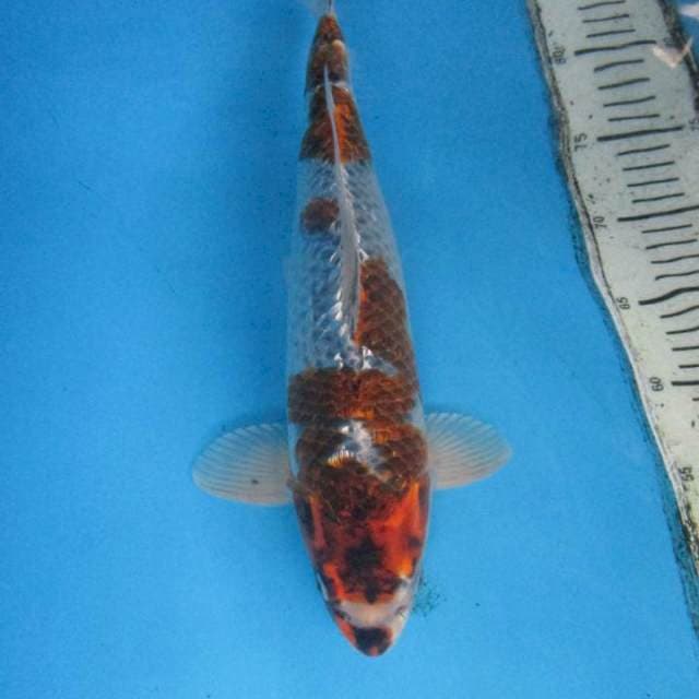 Budho Ghosyki 37 cm
