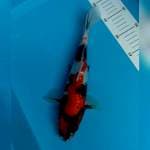 SHOWA GINRIN 29CM.  GOOD QUALITY