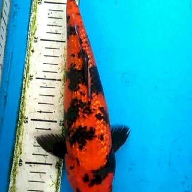 Hi Utsuri Ginrind 31cm
