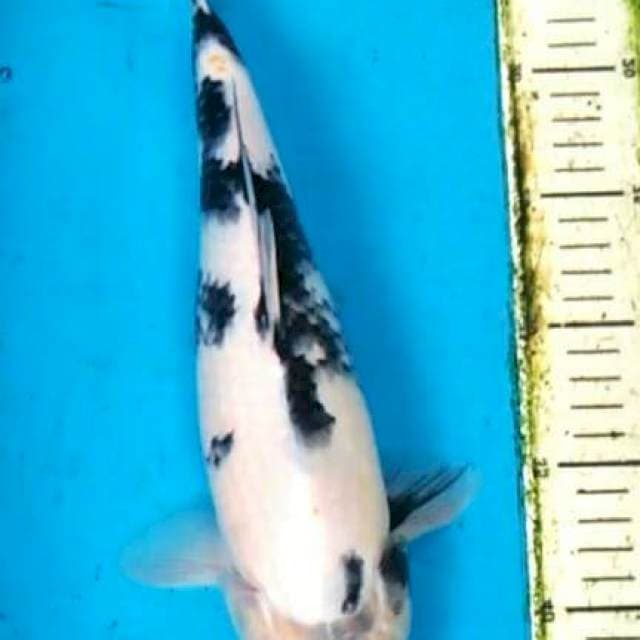 Shiro 34cm