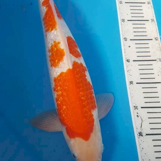 Kohaku ginrin jantan calon jumbo