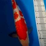 Kohaku ginrin jantan calon jumbo
