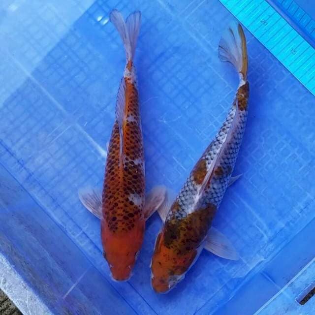 Lelang uciba 
