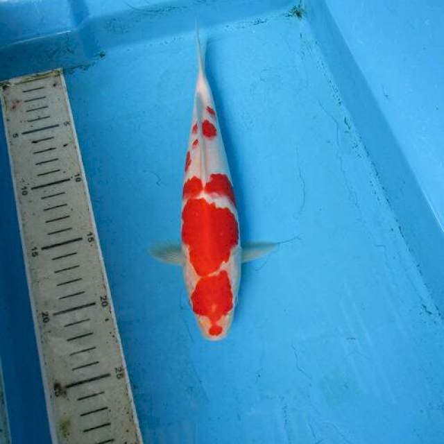 Kohaku